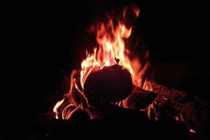 Buitendag Boomkroonpad - Vuur in de Natuur (Drouwen)
